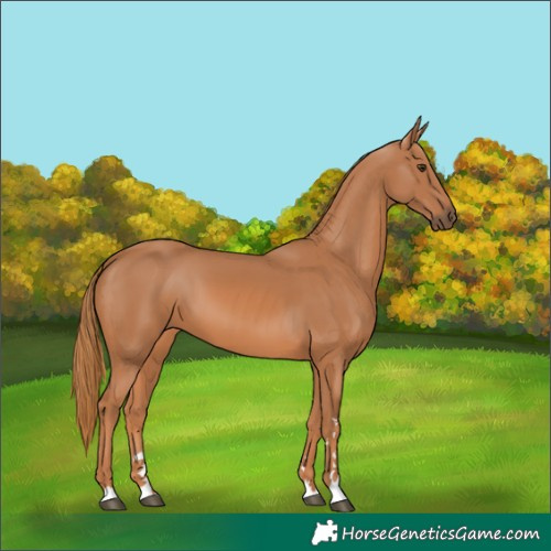 Horse Color:Chestnut 