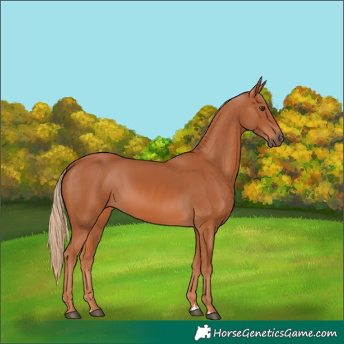 Horse Color:Chestnut 