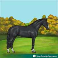 Horse Color:Black 