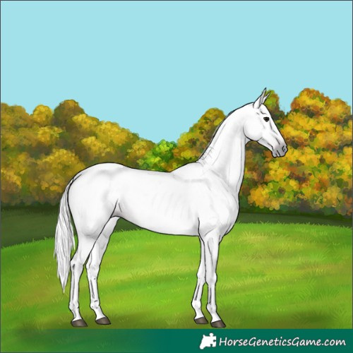Horse Color:Gray Bay 