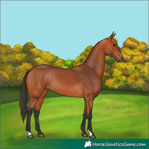 Horse Color:Bay 