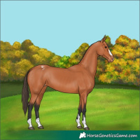 Horse Color:Bay Appaloosa 