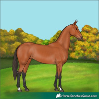 Horse Color:Bay 