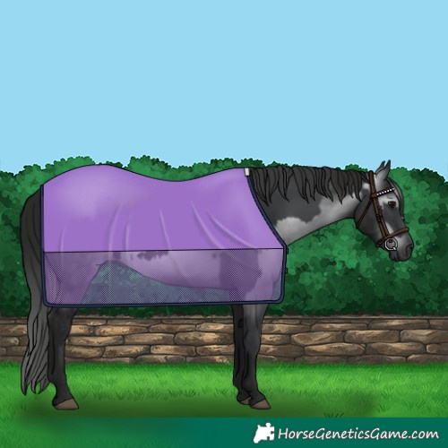 Horse Color:Black  and Gray Black 