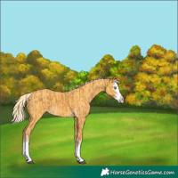 Horse Color:Palomino Splash  and Palomino Splash 