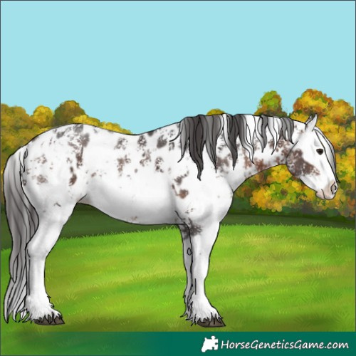 Horse Color:Brown Sabino Splash Appaloosa  and Brown Sabino Splash Appaloosa 