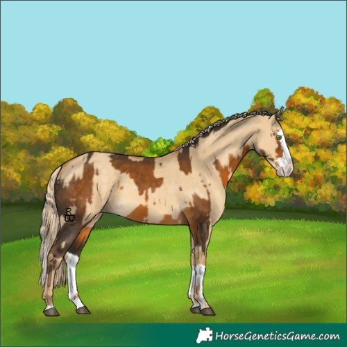 Horse Color:Chocolate Palomino Splash  and Palomino Dun Splash 