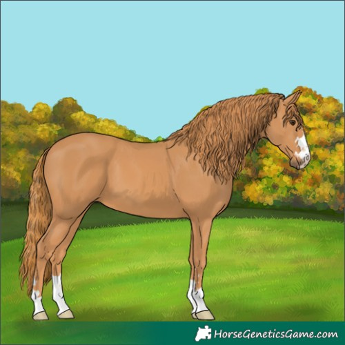 Horse Color:Chestnut 