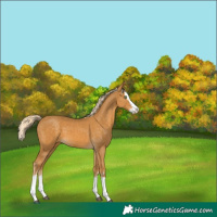 Horse Color:Palomino Splash  and Palomino Splash 