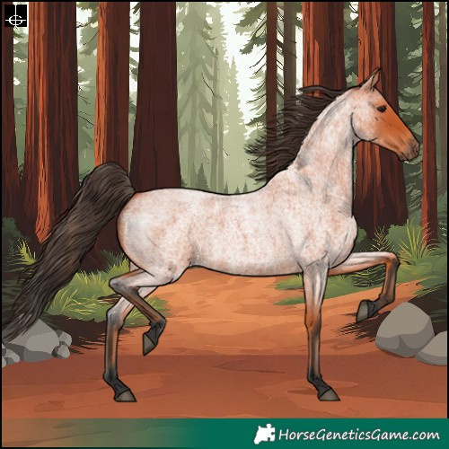 Horse Color:Bay Roan 