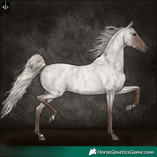 Horse Color:Silver Blue Roan