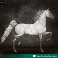 Horse Color:Silver Blue Roan 