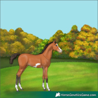 Horse Color:Bay Splash Frame