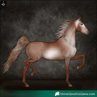 Horse Color:Gray Chestnut 