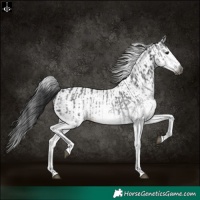 Horse Color:Gray White Spotted Black  and Gray White Spotted Black 