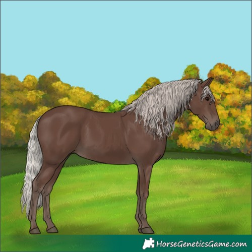 Horse Color:Silver Black