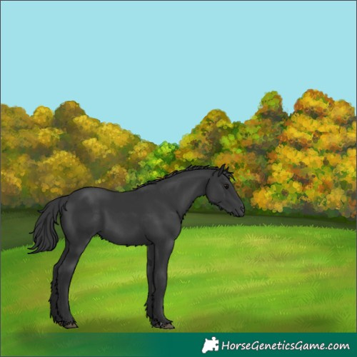 Horse Color:Unknown 