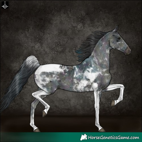 Horse Color:Midnight Black Ice Tobiano Appaloosa 
