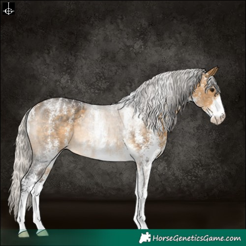 Horse Color:Powder White White Spotted Silver Buckskin 