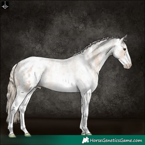 Horse Color:Powder White White Spotted Chocolate Palomino Appaloosa 