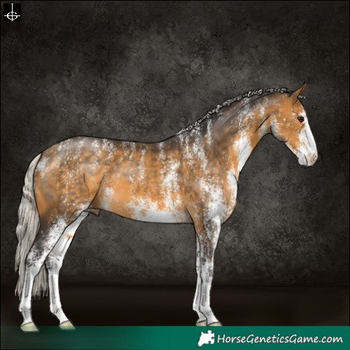 Horse Color:Powder White White Spotted Silver Buckskin 