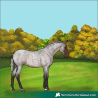 Horse Color:Silver Brown Roan 