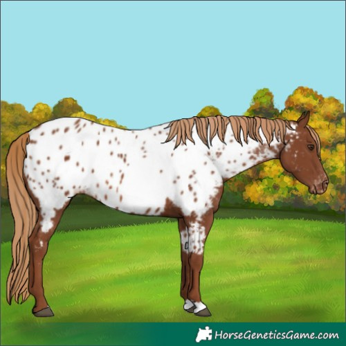 Horse Color:Chestnut Appaloosa