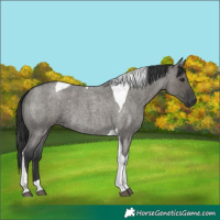 Horse Color:Grullo Roan Tobiano
