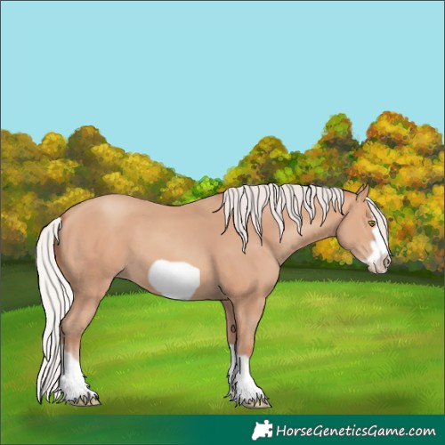 Horse Color:Silver Amber Champagne Frame 