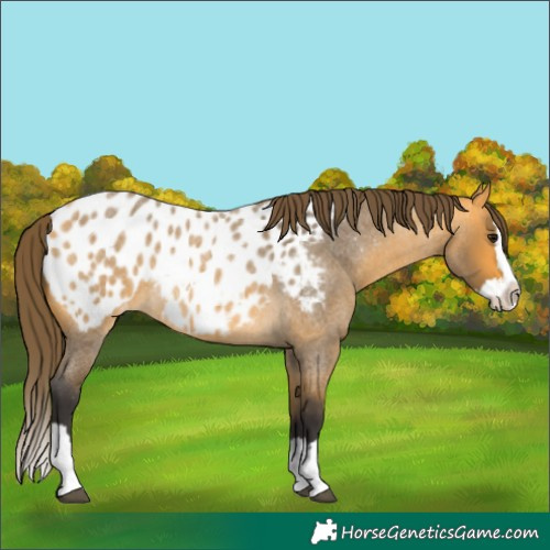 Horse Color:Buckskin Roan Splash Appaloosa 