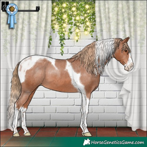 Horse Color:Chestnut Splash Tobiano Appaloosa 