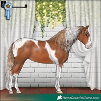 Horse Color:Chestnut Splash Tobiano Appaloosa 