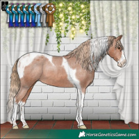 Horse Color:Chestnut Splash Tobiano Appaloosa