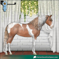 Horse Color:Chestnut Splash Tobiano Appaloosa 