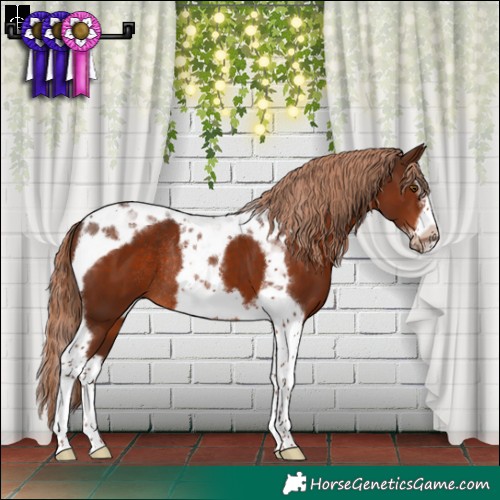 Horse Color:Liver Chestnut Splash Tobiano Frame Rabicano 