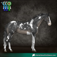 Horse Color:White Spotted Black Splash Tobiano Blanket 