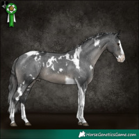 Horse Color:White Spotted Black Splash Tobiano Appaloosa 