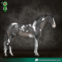 Horse Color:White Spotted Black Splash Tobiano Appaloosa