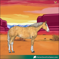Horse Color:Palomino Splash  and Palomino Splash 