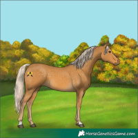 Horse Color:Palomino