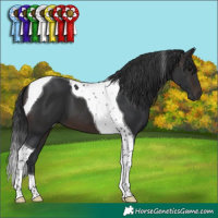 Horse Color:Brown Tobiano 