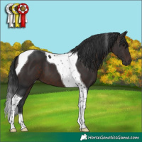Horse Color:Brown Tobiano 