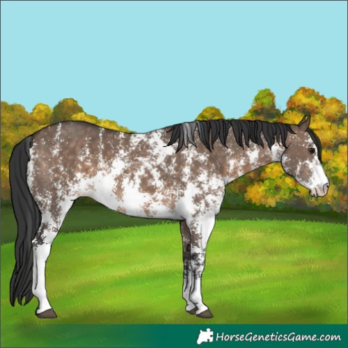 Horse Color:Brown Dun Sabino 