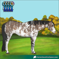 Horse Color:Brown Dun Sabino 