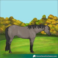 Horse Color:Grullo Rabicano 