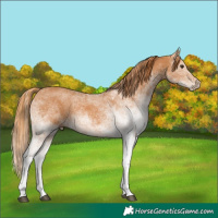 Horse Color:White Spotted Chestnut 