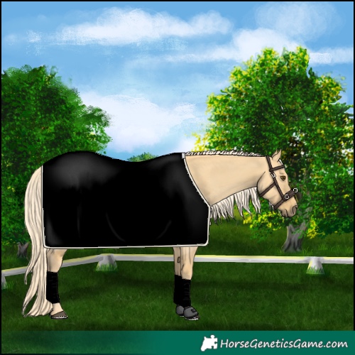 Horse Color:Palomino Dun 