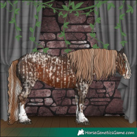 Horse Color:Chocolate Palomino Roan Splash  and Liver Chestnut Splash Tobiano Rabicano 