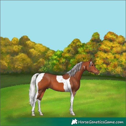 Horse Color:Silver Bay Tobiano 