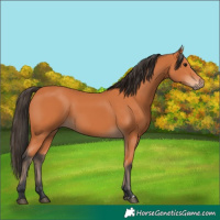 Horse Color:Bay 